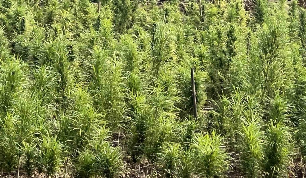 Hemp